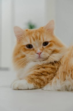 Yumuşak kızıl kedi evde dinleniyor.