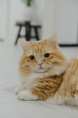 Sevimli kızıl kedi evde dinleniyor.