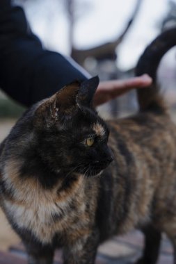 Kaplumbağa kabuğundan kedi dışarıda okşanıyor.