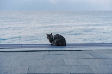 Deniz kenarındaki kedi, huzurlu sahil manzarası.