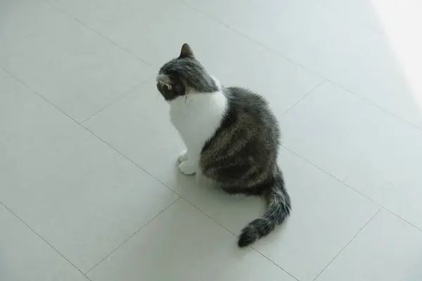 Gri ve beyaz kedi, aydınlık zeminde oturuyor
