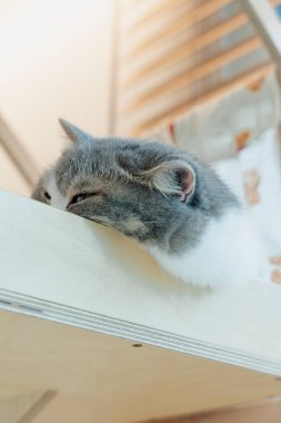 Yakın çekim, beyaz ve gri bir kedinin kafasını hafif ahşap bir yüzeyin kenarında rahatça dinlendirirken görüntüler..