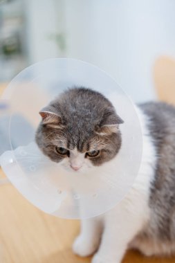 Hafif ahşap bir yüzeyde plastik koni takan gri ve beyaz bir kedi aşağıya bakar. Ameliyat sonrası iyileşme görüntüleri.