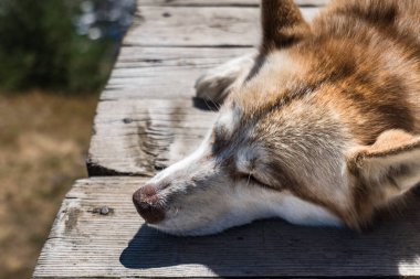 Köpek yazın güneş ışığında rahat bir şekilde uyuyor. Sevimli bir köpek portresi uzanıyor ve dinleniyor.