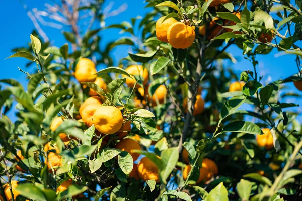 Mandarin orange, also known as the mandarin or mandarine, is a small citrus tree fruit. Mandarin orange tree, organic agriculture