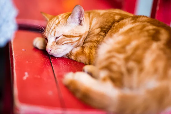 Cute little red kitten sleeps on bench in cafe. cat portrait with selective focus