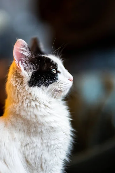 Bokeh Arka Planlı Şirin Kedi Portresi Beyaz Siyah Tüylü Kedi — Stok fotoğraf