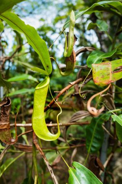 Atıcı fabrikası, bilimsel adı Nepenthes, Kuching, Sarawak State, Malezya. Tropik etobur sürahi bitkisi.