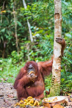 Bornean Orangutan 'ın portresi, Pongo pigmaeus Latince adı, Semenggoh Doğa Koruma Alanında yarı vahşi orangutan Kuching, Sarawak, Malezya