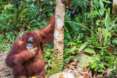 Bornean Orangutan 'ın portresi, Pongo pigmaeus Latince adı, Semenggoh Doğa Koruma Alanında yarı vahşi orangutan Kuching, Sarawak, Malezya