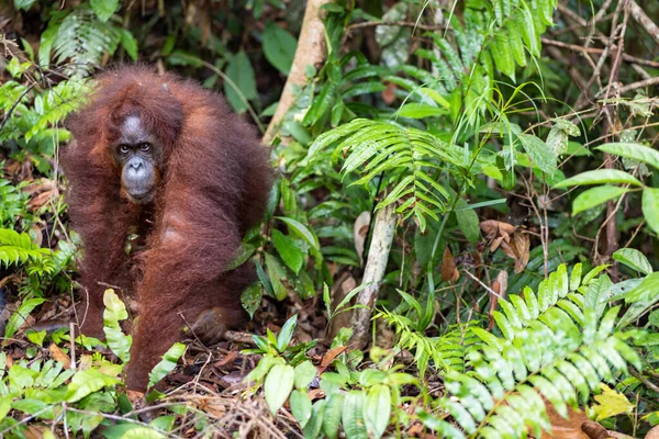 Retrato Orangután Borneo Pongo Pygmaeus Latín Nombre Orangután Semi Salvaje — Foto de Stock