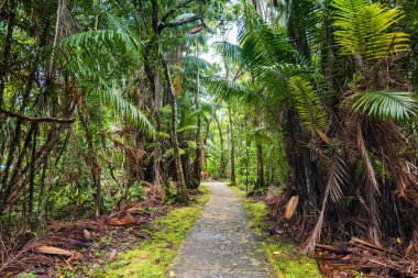 Bako Ulusal Parkı yağmur ormanları yolu, Kuching, Borneo, Malezya