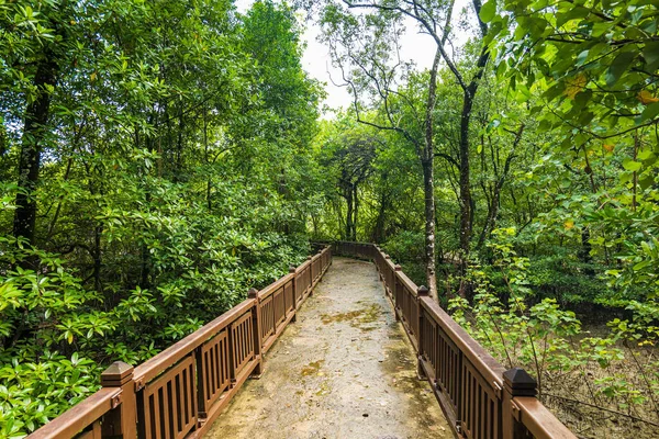 stock image Bako National Park rainforest jungle trekking path, in Kuching, Borneo, Malaysia