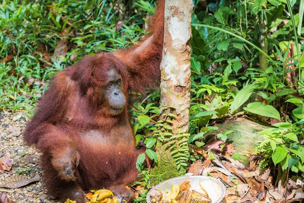 Orangután Borneano Pongo Pygmaeus Latín Nombre Orangután Semi Salvaje Reserva — Foto de Stock