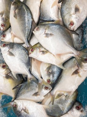 Altın pomfret balığı deniz ürünleri pazarında sergileniyor