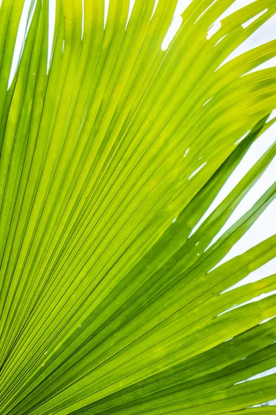 Fundo Folha Palma Textura Verde Abstrata Floresta — Fotografia de Stock