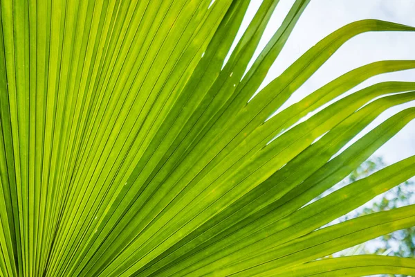 Fondo Hoja Palma Textura Verde Abstracta Bosque —  Fotos de Stock