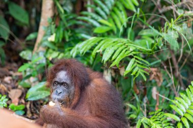 Bornean Orangutan 'ın portresi, Pongo pigmaeus Latince adı, Semenggoh Doğa Koruma Alanında yarı vahşi orangutan Kuching, Sarawak, Malezya