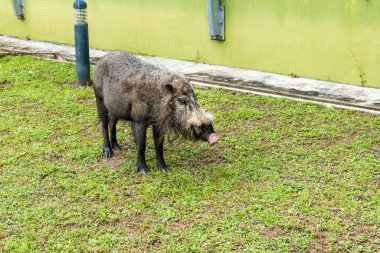 Sakallı domuz Sus Barbatus, Bako Ulusal Parkı 'nda çimlerle besleniyor. Borneo, Malezya.
