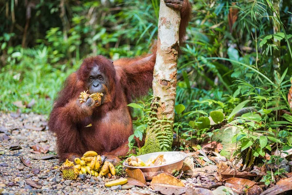 Orangután Borneano Pongo Pygmaeus Latín Nombre Orangután Semi Salvaje Reserva — Foto de Stock