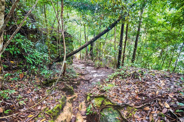 stock image Bako National Park rainforest jungle trekking path, in Kuching, Borneo, Malaysia