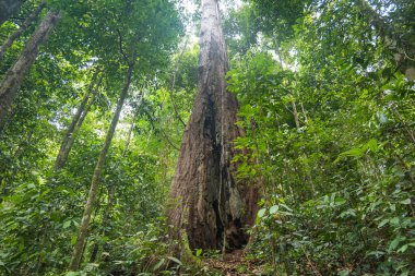 Borneo, Malezya 'daki Gunung Gading Ulusal Parkı' nda yağmur ormanları manzarası