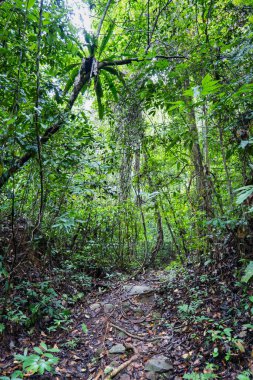 Borneo, Malezya 'daki Gunung Gading Ulusal Parkı' nda yağmur ormanları manzarası