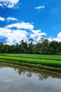 Endonezya 'da pirinç tarlası manzarası. Doğu Java Adası, Endonezya 'da pirinç tarımı arazisi. Gıda güvenliği konsepti