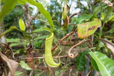 Borneo yağmur ormanı ikliminde sürahi bitkileri