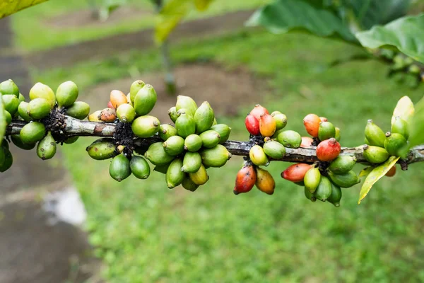 Coffee Plants on trees close-up, coffee crop berries for harvest in ...