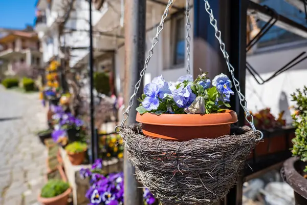 Decorative flower pots with spring flowers viola cornuta in vibrant color. garden pansies in flower pots hanging in a garden