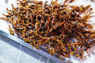 Kızarmış cırcır böcekleri, yenilebilir böcekler ve Tayland pazarında seçici odaklı yakın çekim. Gıda güvenliği kavramı