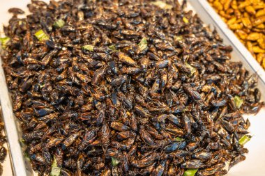 Tayland pazarında kızarmış böcekler, yenilebilir böcekler ve böcekler, seçici odaklı yakın plan.