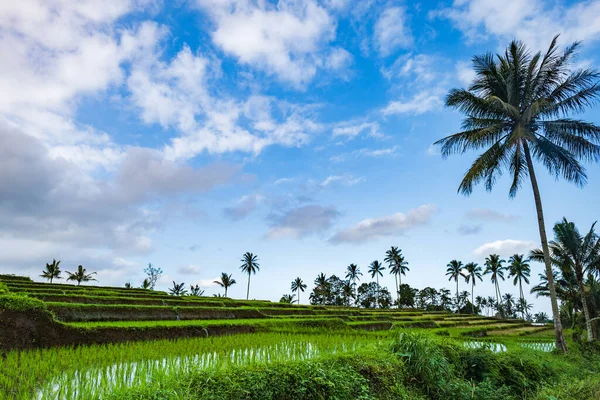 Rice paddy field landscape in Indonesia. Rice terrace agricultural land in East Java island, Indonesia. Food security concept image