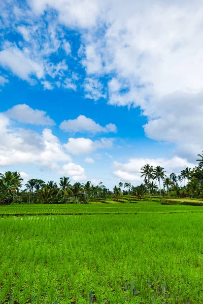Endonezya 'da pirinç tarlası manzarası. Doğu Java Adası, Endonezya 'da pirinç tarımı arazisi. Gıda güvenliği konsepti