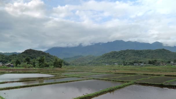 北ベトナムの田んぼの風景とマイ チャウ村の風景 マイコーは観光客に人気の田舎です — ストック動画