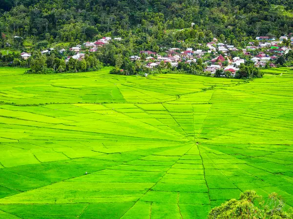 Doğu Nusa Tenggara, Endonezya 'daki Flores adasındaki Lodok Cara köyündeki Örümcek Ağı pirinç tarlaları. Flores, Endonezya 'da ünlü bir turistik manzaradır.