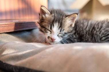 Tatlı bebek kedi uyuyor. Balkondaki küçük tekir kedi yavrusunun portresi.