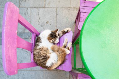 Şirin bir yavru kedi bankta dinleniyor ve uyuyor, canlı renkler, tepeden tırnağa.