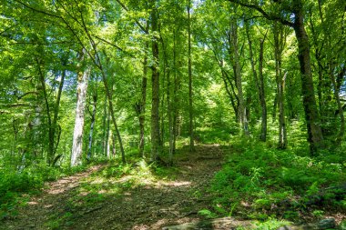 Orman banyosu ya da shinrinyoku, yaz aylarında dağ ormanlarında. Orman banyosu, Japonların fiziksel ve zihinsel refahı arttırmak için doğada zaman geçirmeleridir..
