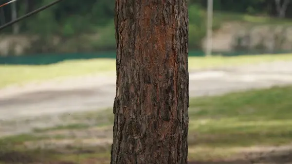 Pine Tree Bagajı 'nın dağınık arkaplan görüntüsü bir çam ağacının gövdesinin engebeli dokusuna odaklanır. Karmaşık desenlerini ve doğal güzelliklerini gösterir. Arka planda, dağınık yapraklar olay yerine derinlik katar, dinginlik yaratır ve veya