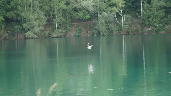 Serene Gölü 'nün üzerinde uçan martı. Bir martı, gölün sakin yüzeyinde uçar. Kanatları genişçe açılır. Aşağıdaki sakin sular, kuşun zarif şeklini yansıtarak huzurlu ve büyüleyici bir görüntü yaratıyor. Bu fotoğraf güzelliği yakalıyor.