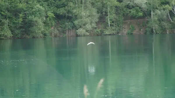 Kanatlı martı Alçak Kanatlı Uçuyor A Gölü üzerinde. Kanatları gölün üzerinde alçaktan uçan bir martı. Yansıması aşağıdaki sakin suda görülebiliyor. Bu huzurlu görüntü, uçarken kuşun zarafetini ve zarafetini yakalar.