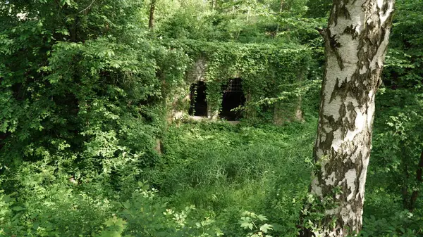 Sarmaşık ile kaplı iki mağara girişinin uzak görüntüsü, Birch Tree Bagajı ön planda sarmaşık ve eski ızgaralarla kaplı iki mağara girişini ön planda belirgin bir huş ağacı gövdesi ile görüntüler. Tüm görüntü keskindir.