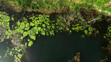 Yazın göl ve orman manzarası