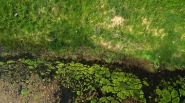 Green Elements, Brown Leaves ve Green Shoreline ile Göl 'ün yukarıdan aşağıya doğru görüntüsü bir dronun yukarıdan aşağıya hava görüntüsü yosun gibi yeşil elementlerle kaplı bir gölü ve sayısız kahverengi yaprakları gösteriyor. Üst kısım o