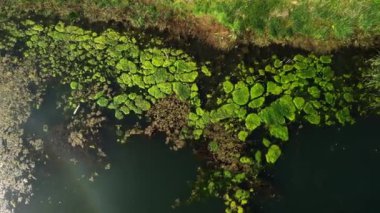 Yosun benzeri yeşil elementler, Kahverengi Yapraklar ve İnce Gökkuşağı ile Göl 'ün yukarıdan Aşağı Görünümü bir dronun yukarıdan aşağıya havadan görünüşü yosun benzeri yeşil elementler ve dağınık kahverengi yapraklarla kaplı bir göle sahiptir. Görüntü sadece bir...