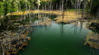 Ölü Birch ve Kahverengi Yapraklar ile terk edilmiş göl sakin ve terk edilmiş bir göl sahnesinde yeşil suların ortasında duran ölü huş ağaçları sayısız kahverengi yapraklarla birlikte duruyor. Arka planda, yemyeşil ağaçlar sükunet ortamını çerçeveleyerek,