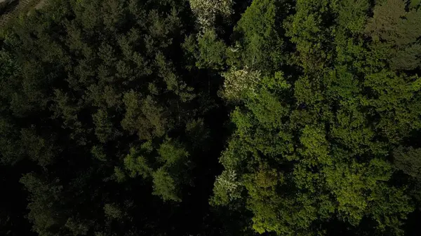 Beyaz-Çiçek Ağaçlı Ormanın Hava Görüntüsü Bir dronun havadan görünüşü Beyaz Çiçekler sergilenen birkaç ağacın açtığı sık bir ormanı yakalar. Canlı yeşil tepe örtüsü ile beyaz çiçeklerin arasındaki zıtlık mevsimlik b 'nin bir dokunuşunu ekler.