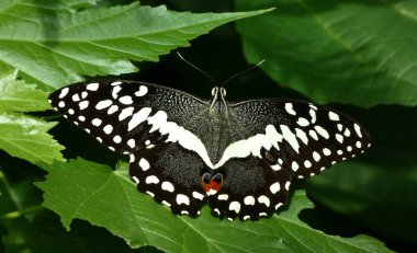 siyah ve beyaz kelebek